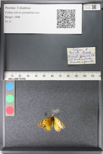Media type: image;   Entomology 126890